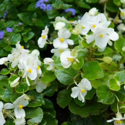 Begónia Super Olympia biela F1 - Begonia semperflorens - predaj semien - 12 ks