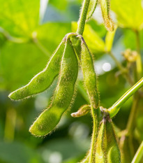 Sója Dame Hanae - Glycine max - predaj semien - 20 ks