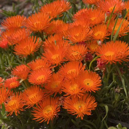 Lampranthus oranžový - Lampranthus aureus - predaj semien - 10 ks