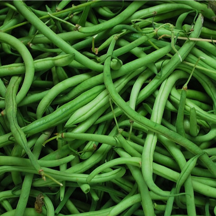 Fazuľa kríčková Filetty - Phaselous vulgaris - predaj semien fazule - 20 ks
