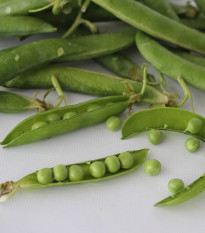 Hrach dreňový Malý Rheinland - Pisum sativa - predaj semien hrachu - 60 ks