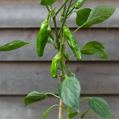 BIO Chilli Pimientos De Padron - Capsicum annuum - predaj semien - 7 ks