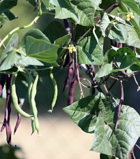 BIO Fazuľa fialová Teepee - Phaseolus vulgaris - predaj bio semien - 20 ks