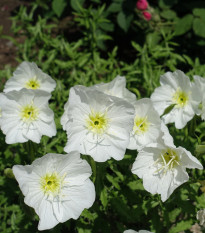 Pupalka ozdobná biela - Oenothera speciosa - predaj semien pupalky - 20 ks