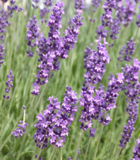 Levanduľa Hidcote Blue Strain - Lavandula angustifolia - predaj semien levandule - 30 ks