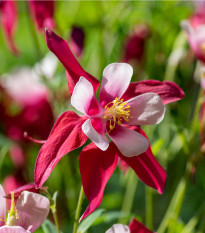 Orlíček Red Stars - Aquilegia caerulea - predaj semien orlíčka - 100 ks