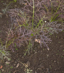 Horčica Moutarde Rouge Metis - Brassica juncea - predaj semien horčica - 100 ks