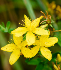 Ľubovník bodkovaný - Hypericum perforatum - predaj semien - 300 ks