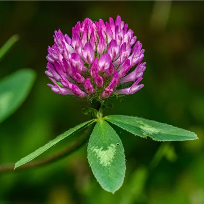 Ďatelina červená lúčna - Trifolium pratense - predaj semien - 100 ks