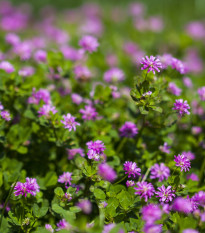 Ďatelina zvrátená - Trifolium resupinatum - predaj semien - 100 ks