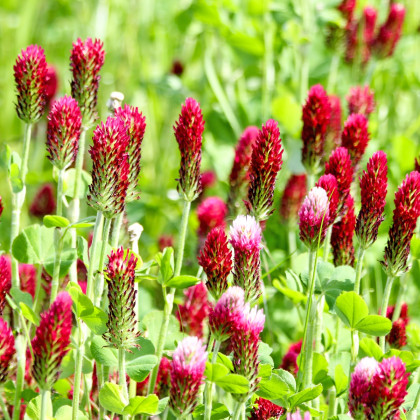 Ďatelina purpurová inkarnát - Trifolium incarnatum - predaj semien - 120 ks