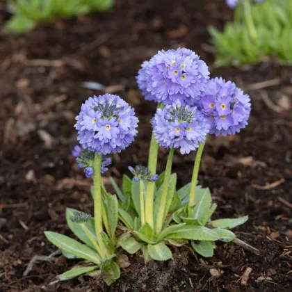 Prvosienka zúbkatá Nepálska zmes - Primula denticulata - predaj semien prvosienky - 300 ks