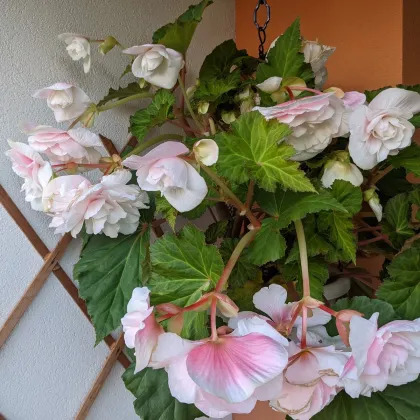 Begónia Angelique previsnutá - Begonia odorata - predaj cibuľovín - 2 ks