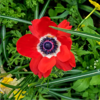 Sasanka Hollandia - Anemone - predaj cibuľovín - 3 ks