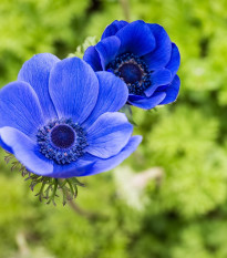 Sasanka Mr. Fokker - Anemone coronaria - predaj cibuľovín - 3 ks