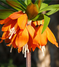 Korunkovka kráľovská - Fritillaria imperialis aurora - predaj cibuľovín - 1 ks