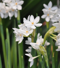 Narcis Paperwhite Ziva - Narcissus - predaj cibuľovín - 3 ks