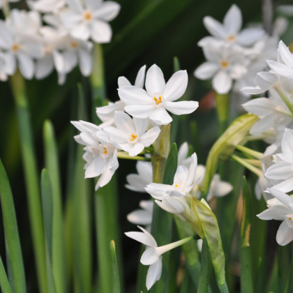 Narcis Paperwhite Ziva - Narcissus - predaj cibuľovín - 3 ks
