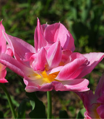 Tulipán Peach Blossom - Tulipa - predaj cibuľovín - 3 ks