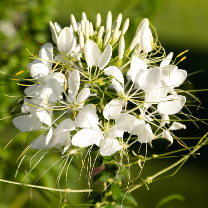 Kleoma tŕnistá biela - Cleome hassleriana - predaj semien - 10 ks