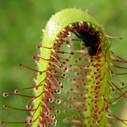 Rosička kapská Vogelgat NR - Drosera capensis - predaj semien - 15 ks