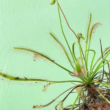 Rosička kapská Vogelgat NR - Drosera capensis - predaj semien - 15 ks