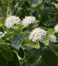 Tavola kalinolistá - Physocarpus opulifolius - semiačka - 8 ks