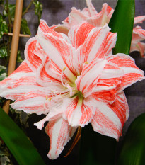 Zornica plnokvetá Dancing Queen - Hippeastrum - predaj cibuľovín - 1 ks