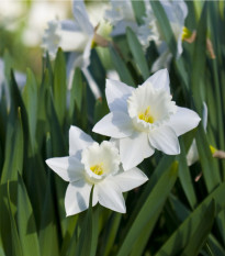 Narcis Tresamble - Narcissus - predaj cibuľovín - 3 ks