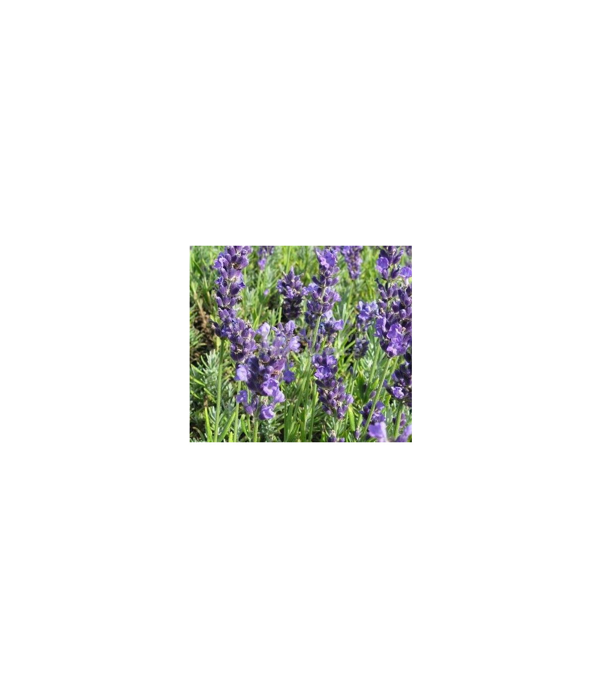 Levanduľa lekárska Lavance špeciál - Lavandula angustifolia - semiačka - 15 ks