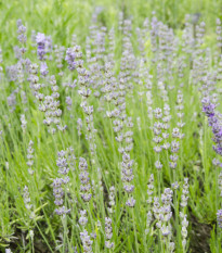 Levanduľa lekárska ružová ŠPECIÁL - Lavandula angustifolia - semiačka - 15 ks