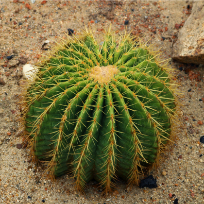 Echinokaktus Grusonov - Zlatá guľa - Echinocactus grusonii - semiačka - 8 ks