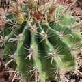 Ferokaktus - Ferocactus chrysacanthus - semiačka - 6 ks