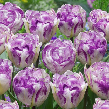 Tulipán plnokvetý Double Shirley - Tulipa - predaj cibuľovín - 3 ks