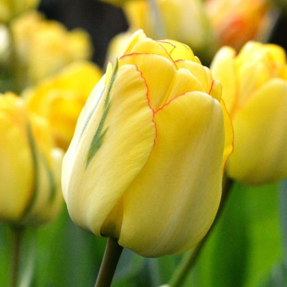 Tulipán plnokvetý Akebono - Tulipa - predaj cibuľovín - 3 ks