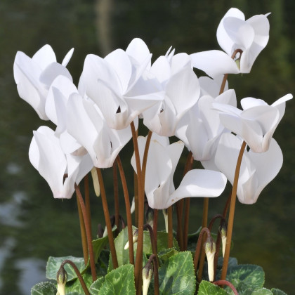 Cyklámen brečtanolistý biely - Cyclamen hederifolium album - predaj cibuľovín - 1 ks