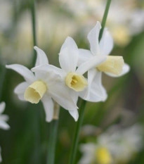 Narcis Toto - Narcissus - predaj cibuľovín - 3 ks