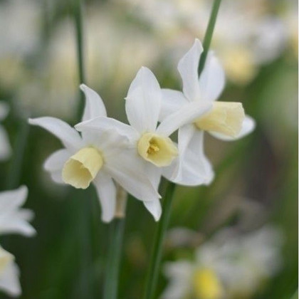 Narcis Toto - Narcissus - predaj cibuľovín - 3 ks