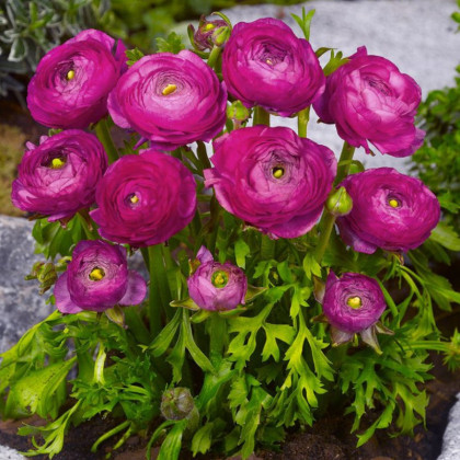 Iskerník plnokvetý fialový - Ranunculus asiaticus - predaj cibuľovín - 3 ks