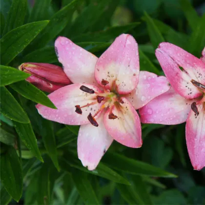 Ľalia Pink Pixie - Lilium - predaj cibuľovín - 1 ks