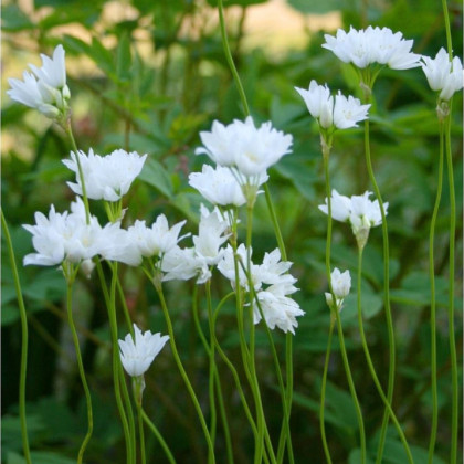 Okrasný cesnak Zebdanense - Allium - predaj cibuľovín - 3 ks