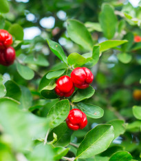 Semienka čerešne Acerola - Malpighia glabra - Barbadorská čerešňa - predaj semien - 4 ks