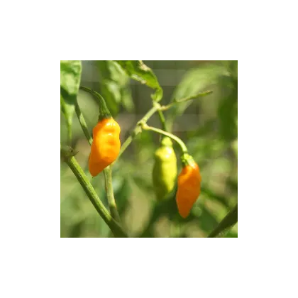 Chilli Aji Amarillo - Capsicum annuum - predaj semien - 7 ks