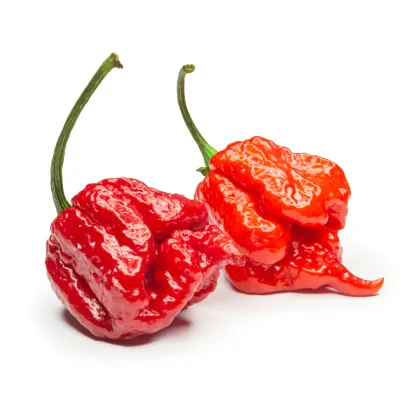 Chilli 7 Pot Primo - Capsicum chinense - predaj semien - 6 ks