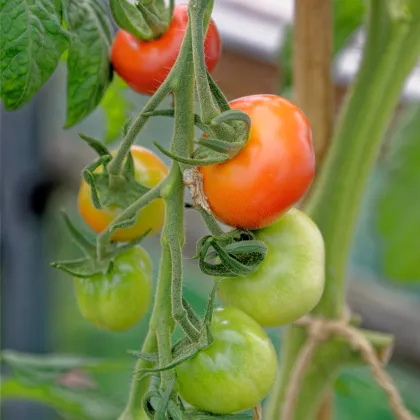 Paradajka koktejlová Primavera - Solanum lycopersicum - predaj semien - 7 ks