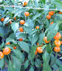 Chilli Koral oranžové - Capsicum annuum - predaj semien - 7 ks