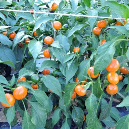 Chilli Koral oranžové - Capsicum annuum - predaj semien - 7 ks