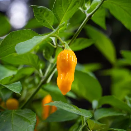 Chilli Bleeding Jigsaw - Capsicum chinense - predaj semien - 7 ks