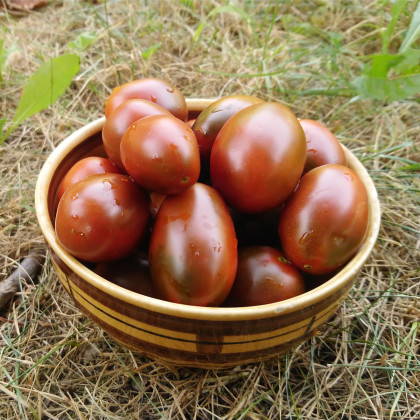Paradajka Black Plum - Solanum lycopersicum - predaj semien - 6 ks