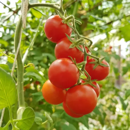 Paradajka Resibella - Solanum lycopersicum - predaj semien - 6 ks